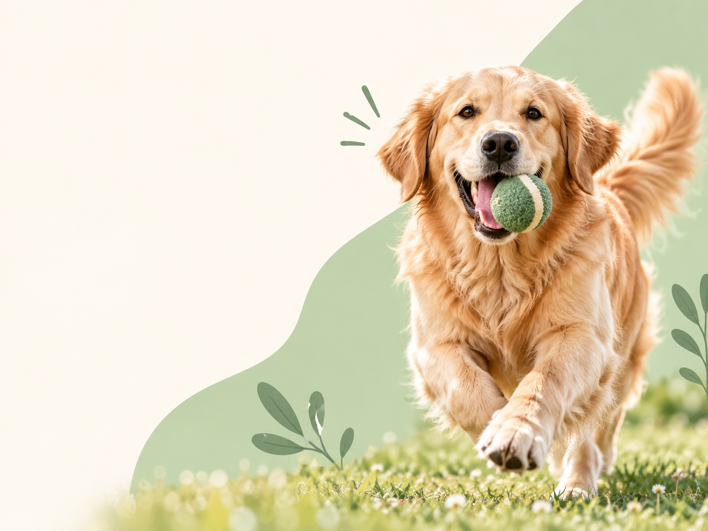 Golden retriever running with a toy